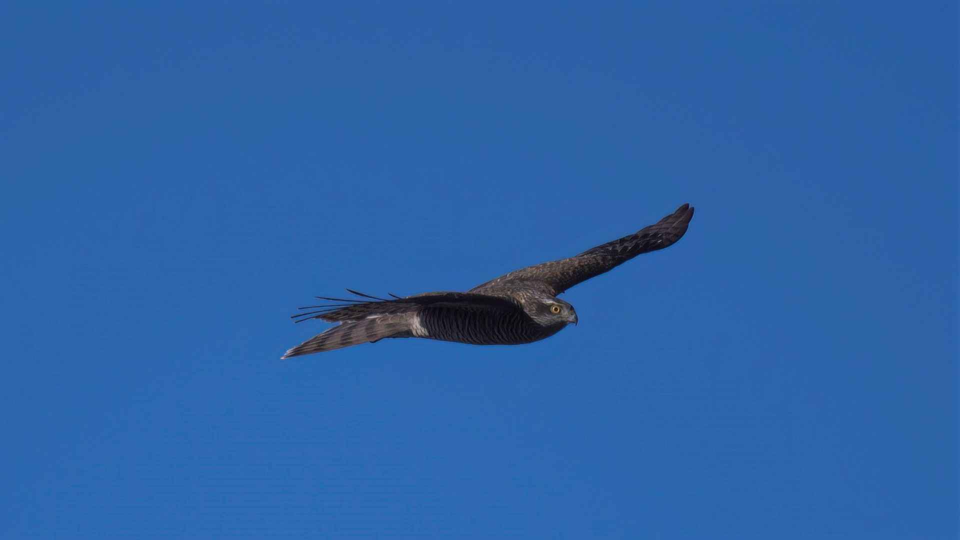 Eurasian Sparrowhawk